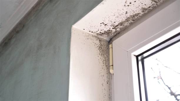 Best Bathroom Mold Remediation in Seagoville, TX