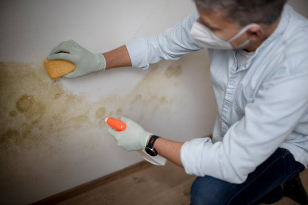 Best DIY Mold Remediation Support Services in Seagoville, TX