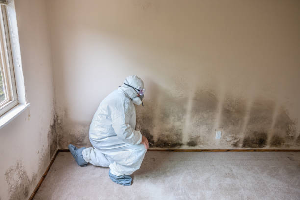 Best Residential Mold Remediation in Seagoville, TX