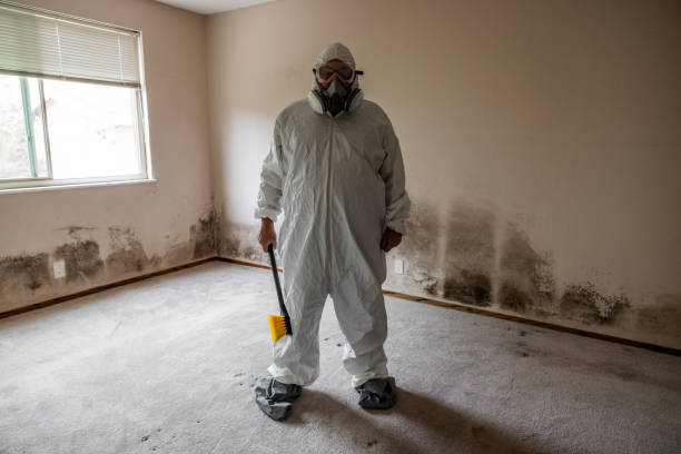 Best Black Mold Remediation in Seagoville, TX