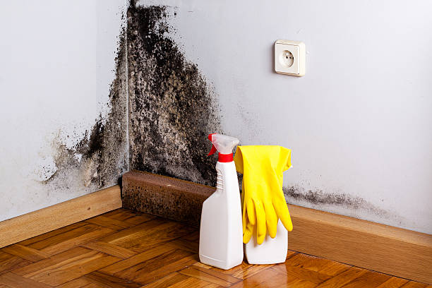 Best Industrial Mold Remediation in Seagoville, TX