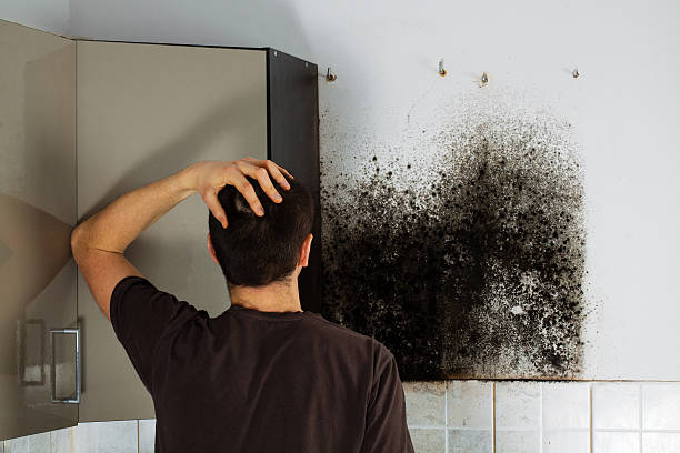 Best White Mold Remediation in Seagoville, TX
