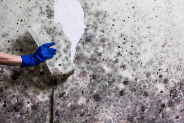 Best Attic Mold Remediation in Seagoville, TX